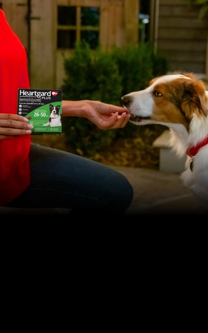 Heartgard for dogs sales over 100 pounds